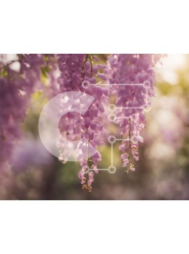 Intra Συλλεκτικό Ξύλινο Παζλ Plywood  4mm - Μωβ λουλούδια σε πλήρη άνθηση σε ένα κλαδί δέντρου Σε Ξύλινο Κουτί - Διαστάσεις: 10x10 cm – 25 κομμάτια