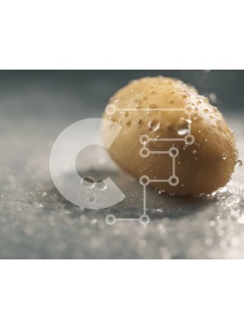 Σετ των 2 Intra Συλλεκτικό Ξύλινο Παζλ Plywood  4mm - Υγρή πατάτα καλυμμένη με σταγονίδια νερού Σε Ξύλινο Κουτί - Διαστάσεις: 10x10 cm – 25 κομμάτια