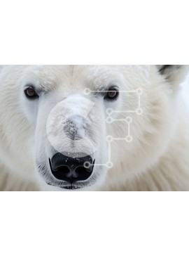 Intra Συλλεκτικό Ξύλινο Παζλ Plywood  4mm - Εκπληκτική εικόνα μιας υγιούς πολικής αρκούδας με αφράτη λευκή γούνα Σε Ξύλινο Κουτί - Διαστάσεις: 10x10 cm – 25 κομμάτια