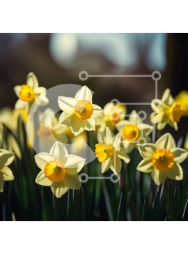 Intra Συλλεκτικό Ξύλινο Παζλ Plywood  4mm - Όμορφη εικόνα ενός χωραφιού με νάρκισσους με φόντο μπλε του ουρανού Σε Ξύλινο Κουτί - Διαστάσεις: 10x10 cm – 25 κομμάτια