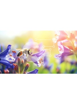 Intra Συλλεκτικό Ξύλινο Παζλ Plywood  4mm - Μέλισσα σε μωβ λουλούδια με μπλε φόντο Σε Ξύλινο Κουτί - Διαστάσεις: 10x10 cm – 25 κομμάτια