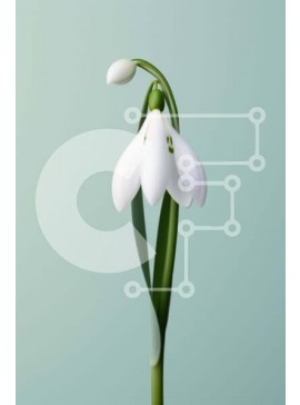 Σετ των 2 Intra Συλλεκτικό Ξύλινο Παζλ Plywood  4mm - Μονό λευκό λουλούδι χιονοστιβάδας με πράσινα φύλλα Σε Ξύλινο Κουτί - Διαστάσεις: 10x10 cm – 25 κομμάτια