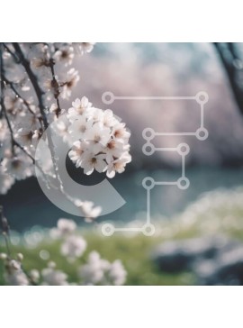 Intra Συλλεκτικό Ξύλινο Παζλ Plywood  4mm - Λευκά άνθη σε κλαδί δέντρου την άνοιξη Σε Ξύλινο Κουτί - Διαστάσεις: 10x10 cm – 25 κομμάτια