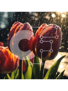 Intra Συλλεκτικό Ξύλινο Παζλ Plywood  4mm - Κόκκινες τουλίπες στη βροχή με σταγονίδια νερού Σε Ξύλινο Κουτί - Διαστάσεις: 10x10 cm – 25 κομμάτια