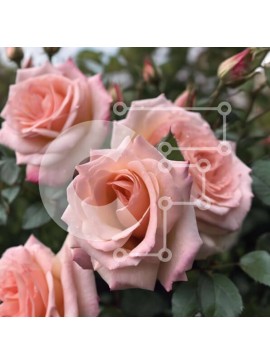 Intra Συλλεκτικό Ξύλινο Παζλ Plywood  4mm - Ροζ τριαντάφυλλα σε πλήρη άνθηση με σταγονίδια νερού Σε Ξύλινο Κουτί - Διαστάσεις: 10x10 cm – 25 κομμάτια