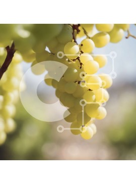 Intra Συλλεκτικό Ξύλινο Παζλ Plywood  4mm - Τσαμπί ώριμα πράσινα σταφύλια που κρέμονται από ένα αμπέλι Σε Ξύλινο Κουτί - Διαστάσεις: 10x10 cm – 25 κομμάτια