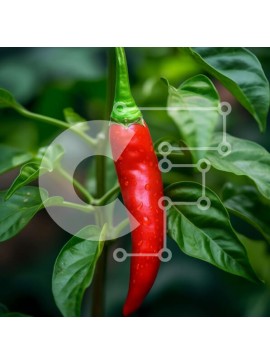 Σετ των 2 Intra Συλλεκτικό Ξύλινο Παζλ Plywood  4mm - Κόκκινη πιπεριά τσίλι που κρέμεται από ένα φυτό Σε Ξύλινο Κουτί - Διαστάσεις: 10x10 cm – 25 κομμάτια