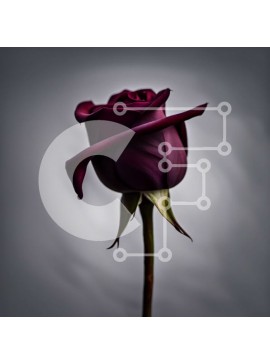 Intra Συλλεκτικό Ξύλινο Παζλ Plywood  4mm - Όμορφο σκούρο μωβ τριαντάφυλλο σε πλήρη άνθιση με σταγόνες δροσιάς Σε Ξύλινο Κουτί - Διαστάσεις: 10x10 cm – 25 κομμάτια