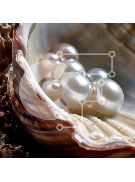 Intra Συλλεκτικό Ξύλινο Παζλ Plywood  4mm - Κοντινή εικόνα των Μαργαριταριών του γλυκού νερού σε ένα κοχύλι Σε Ξύλινο Κουτί - Διαστάσεις: 10x10 cm – 25 κομμάτια