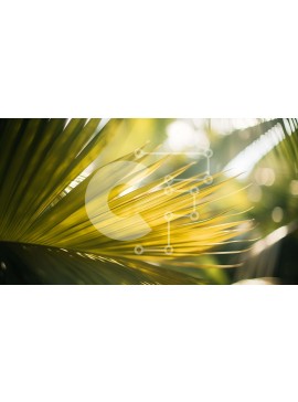 Intra Συλλεκτικό Ξύλινο Παζλ Plywood  4mm - Κοντινό πλάνο του φύλλου φοίνικα με το φως του ήλιου και τις σκιές Σε Ξύλινο Κουτί - Διαστάσεις: 10x10 cm – 25 κομμάτια