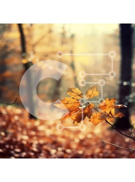 Intra Συλλεκτικό Ξύλινο Παζλ Plywood  4mm - Κοντινό πλάνο ενός ενιαίου κίτρινου φύλλου στο έδαφος σε ένα δάσος Σε Ξύλινο Κουτί - Διαστάσεις: 10x10 cm – 25 κομμάτια