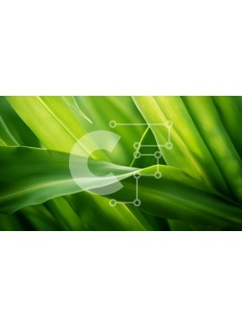 Intra Συλλεκτικό Ξύλινο Παζλ Plywood  4mm - Κοντινό πλάνο φυλλώδους πράσινου φυτού με μακριά λεπτά φύλλα Σε Ξύλινο Κουτί - Διαστάσεις: 10x10 cm – 25 κομμάτια