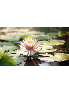 Intra Συλλεκτικό Ξύλινο Παζλ Plywood  4mm - Γαλήνιο ροζ νούφαρο στη φύση Σε Ξύλινο Κουτί - Διαστάσεις: 10x10 cm – 25 κομμάτια