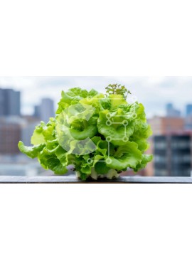 Intra Συλλεκτικό Ξύλινο Παζλ Plywood  4mm - Πράσινο φυτό μαρουλιού σε ξύλινη προεξοχή με φόντο αστικό τοπίο Σε Ξύλινο Κουτί - Διαστάσεις: 10x10 cm – 25 κομμάτια