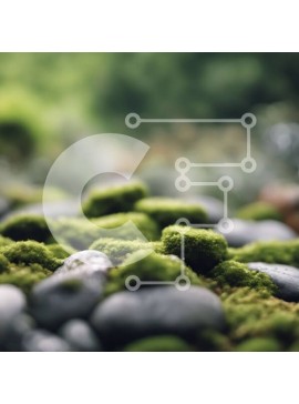 Intra Συλλεκτικό Ξύλινο Παζλ Plywood  4mm - Άποψη από κοντά των βράχων που καλύπτονται από πράσινο βρύο Σε Ξύλινο Κουτί - Διαστάσεις: 10x10 cm – 25 κομμάτια