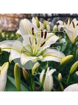 Intra Συλλεκτικό Ξύλινο Παζλ Plywood  4mm - Ανθισμένα λευκά κρίνα σε ένα χωράφι Σε Ξύλινο Κουτί - Διαστάσεις: 10x10 cm – 25 κομμάτια