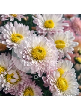 Intra Συλλεκτικό Ξύλινο Παζλ Plywood  4mm - Μπουκέτο λευκά και ροζ λουλούδια με κίτρινα κέντρα Σε Ξύλινο Κουτί - Διαστάσεις: 10x10 cm – 25 κομμάτια