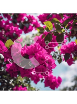 Intra Συλλεκτικό Ξύλινο Παζλ Plywood  4mm - Ανθισμένο ροζ βουκαμβίλιες την άνοιξη Σε Ξύλινο Κουτί - Διαστάσεις: 10x10 cm – 25 κομμάτια