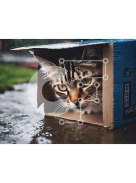 Σετ των 2 Intra Συλλεκτικό Ξύλινο Παζλ Plywood  4mm - Τιγρέ γάτα σε χάρτινο κουτί στη βροχή Σε Ξύλινο Κουτί - Διαστάσεις: 10x10 cm – 25 κομμάτια