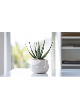 Intra Συλλεκτικό Ξύλινο Παζλ Plywood  4mm - Λευκό φυτό Aloe Vera σε γλάστρα στο τραπέζι Σε Ξύλινο Κουτί - Διαστάσεις Puzzle: 10x10 cm – 25 κομμάτια