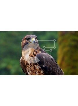 Intra Συλλεκτικό Ξύλινο Παζλ Plywood  4mm - Όμορφη κοντινή εικόνα ενός γερακιού με καφέ και κίτρινα φτερά Σε Ξύλινο Κουτί - Διαστάσεις: 10x10 cm – 25 κομμάτια