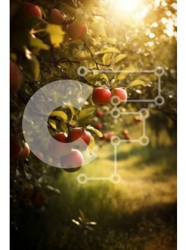 Σετ των 2 Intra Συλλεκτικό Ξύλινο Παζλ Plywood  4mm - Όμορφη εικόνα των κόκκινων μήλων που κρέμονται από το δέντρο στον οπωρώνα στο ηλιοβασίλεμα Σε Ξύλινο Κουτί - Διαστάσεις: 10x10 cm – 25 κομμάτια