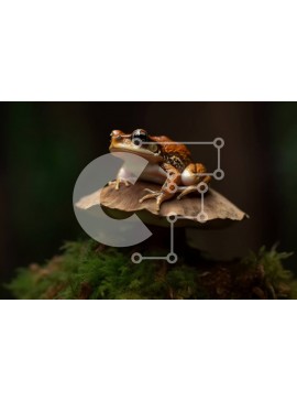 Intra Συλλεκτικό Ξύλινο Παζλ Plywood  4mm - Κοντινή εικόνα ενός μικρού καφέ βάτραχου και μανιταριού σε ένα σκοτεινό δάσος Σε Ξύλινο Κουτί - Διαστάσεις: 10x10 cm – 25 κομμάτια