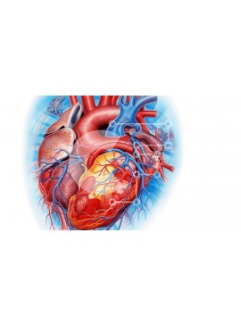 Intra Συλλεκτικό Ξύλινο Παζλ Plywood  4mm - Λεπτομερής εικόνα της ανατομίας της ανθρώπινης καρδιάς - ζωτικό όργανο στο σώμα Σε Ξύλινο Κουτί - Διαστάσεις Puzzle: 10x10 cm – 25 κομμάτια