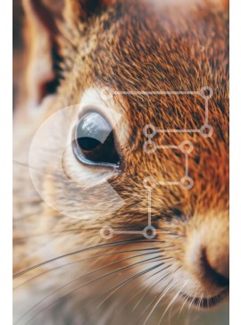 Σετ των 2 Intra Συλλεκτικό Ξύλινο Παζλ Plywood  4mm - Κοντινό πλάνο περίεργος καφέ σκίουρος Σε Ξύλινο Κουτί - Διαστάσεις: 10x10 cm – 25 κομμάτια