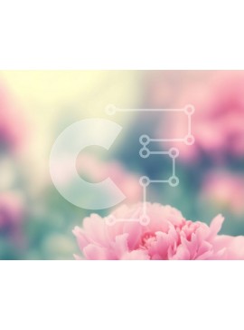 Intra Συλλεκτικό Ξύλινο Παζλ Plywood  4mm - Κοντινό πλάνο ενός ροζ λουλουδιού σε πλήρη άνθιση Σε Ξύλινο Κουτί - Διαστάσεις: 10x10 cm – 25 κομμάτια