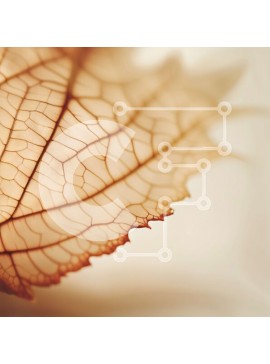 Intra Συλλεκτικό Ξύλινο Παζλ Plywood  4mm - Όμορφη κινηματογράφηση σε πρώτο πλάνο ενός ξεραμένου φύλλου σε λευκό φόντο Σε Ξύλινο Κουτί - Διαστάσεις: 10x10 cm – 25 κομμάτια