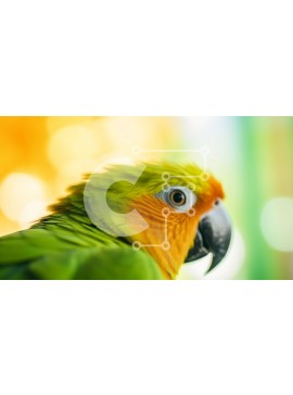 Intra Συλλεκτικό Ξύλινο Παζλ Plywood  4mm - Πράσινος και κίτρινος παπαγάλος σε πολύχρωμο φόντο Σε Ξύλινο Κουτί - Διαστάσεις: 10x10 cm – 25 κομμάτια