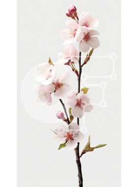 Σετ των 2 Intra Συλλεκτικό Ξύλινο Παζλ Plywood  4mm - Όμορφη εικόνα ενός ροζ λουλουδιού με πράσινα φύλλα σε λευκό φόντο Σε Ξύλινο Κουτί - Διαστάσεις: 10x10 cm – 25 κομμάτια