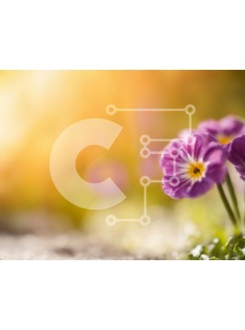 Intra Συλλεκτικό Ξύλινο Παζλ Plywood  4mm - Κοντινό πλάνο του μωβ λουλουδιού με το κίτρινο κέντρο Σε Ξύλινο Κουτί - Διαστάσεις: 10x10 cm – 25 κομμάτια