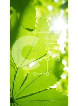 Σετ των 2 Intra Συλλεκτικό Ξύλινο Παζλ Plywood  4mm - Κοντινό πλάνο των πράσινων φύλλων με το φως του ήλιου Σε Ξύλινο Κουτί - Διαστάσεις: 10x10 cm – 25 κομμάτια