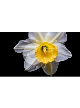 Intra Συλλεκτικό Ξύλινο Παζλ Plywood  4mm - Κοντινό πλάνο ενός λευκού και κίτρινου λουλουδιού σε μαύρο φόντο Σε Ξύλινο Κουτί - Διαστάσεις: 10x10 cm – 25 κομμάτια