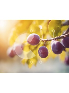 Intra Συλλεκτικό Ξύλινο Παζλ Plywood  4mm - Ώριμα δαμάσκηνα στο κλαδί δέντρου δαμασκηνιάς Σε Ξύλινο Κουτί - Διαστάσεις: 10x10 cm – 25 κομμάτια