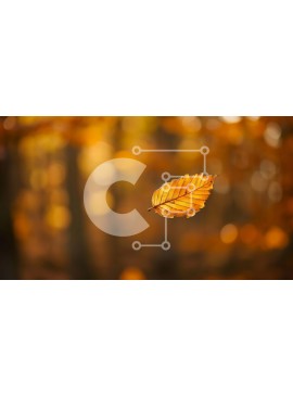 Intra Συλλεκτικό Ξύλινο Παζλ Plywood  4mm - Μονό κίτρινο φύλλο που επιπλέει στον αέρα Σε Ξύλινο Κουτί - Διαστάσεις: 10x10 cm – 25 κομμάτια