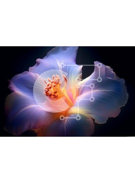 Intra Συλλεκτικό Ξύλινο Παζλ Plywood  4mm - Όμορφη εικόνα ενός μπλε και πορτοκαλί λουλουδιού ιβίσκου σε μαύρο φόντο Σε Ξύλινο Κουτί - Διαστάσεις: 10x10 cm – 25 κομμάτια