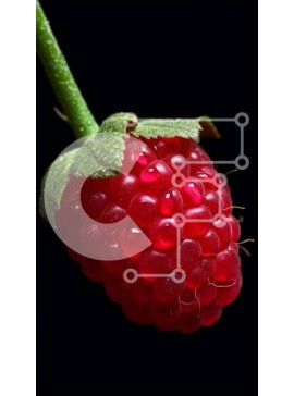 Intra Συλλεκτικό Ξύλινο Παζλ Plywood  4mm - Εκπληκτική εικόνα ενός κόκκινου βατόμουρου σε μαύρο φόντο Σε Ξύλινο Κουτί - Διαστάσεις: 10x10 cm – 25 κομμάτια