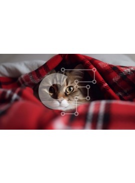 Σετ των 2 Intra Συλλεκτικό Ξύλινο Παζλ Plywood  4mm - Τιγρέ γάτα που κρύβεται κάτω από την κόκκινη και λευκή καρό κουβέρτα Σε Ξύλινο Κουτί - Διαστάσεις: 10x10 cm – 25 κομμάτια