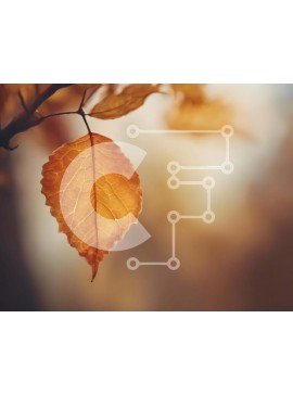 Intra Συλλεκτικό Ξύλινο Παζλ Plywood  4mm - Μονό κίτρινο φθινοπωρινό φύλλο που κρέμεται από κλαδί δέντρου Σε Ξύλινο Κουτί - Διαστάσεις: 10x10 cm – 25 κομμάτια