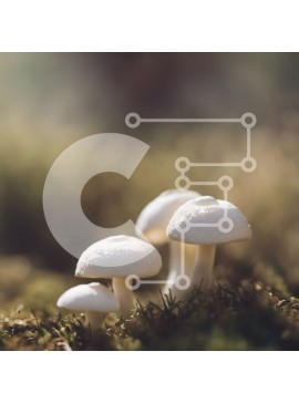 Intra Συλλεκτικό Ξύλινο Παζλ Plywood  4mm - Τρία λευκά μανιτάρια σε ένα δάσος Σε Ξύλινο Κουτί - Διαστάσεις: 10x10 cm – 25 κομμάτια