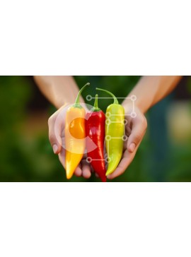 Σετ των 2 Intra Συλλεκτικό Ξύλινο Παζλ Plywood  4mm - Χέρια που κρατούν πολύχρωμες πιπεριές τσίλι σε έναν κήπο Σε Ξύλινο Κουτί - Διαστάσεις: 10x10 cm – 25 κομμάτια