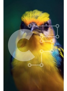 Σετ των 2 Intra Συλλεκτικό Ξύλινο Παζλ Plywood  4mm - Κοντινό πλάνο ενός μικρού πουλιού με φωτεινά κίτρινα και μπλε φτερά Σε Ξύλινο Κουτί - Διαστάσεις: 10x10 cm – 25 κομμάτια