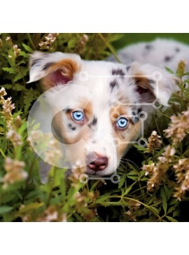 Intra Συλλεκτικό Ξύλινο Παζλ Plywood  4mm - Αξιολάτρευτη εικόνα κουταβιού που κρύβεται σε θάμνους Σε Ξύλινο Κουτί - Διαστάσεις: 10x10 cm – 25 κομμάτια