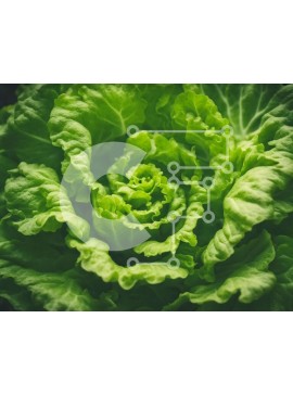 Σετ των 2 Intra Συλλεκτικό Ξύλινο Παζλ Plywood  4mm - Κοντινό πλάνο ενός υγιούς πράσινου φυλλώδους λαχανικού όπως το μαρούλι Σε Ξύλινο Κουτί - Διαστάσεις: 10x10 cm – 25 κομμάτια