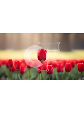 Intra Συλλεκτικό Ξύλινο Παζλ Plywood  4mm - Πεδίο με κόκκινες τουλίπες με ένα μοναδικό λουλούδι που ξεχωρίζει Σε Ξύλινο Κουτί - Διαστάσεις: 10x10 cm – 25 κομμάτια