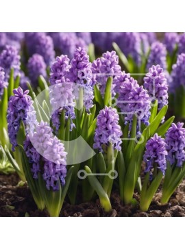 Intra Συλλεκτικό Ξύλινο Παζλ Plywood  4mm - Πανέμορφα ανθισμένα μωβ λουλούδια υάκινθου Σε Ξύλινο Κουτί - Διαστάσεις: 10x10 cm – 25 κομμάτια