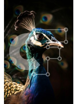 Σετ των 2 Intra Συλλεκτικό Ξύλινο Παζλ Plywood  4mm - Εκπληκτική κινηματογράφηση σε πρώτο πλάνο με το κεφάλι και τα φτερά ενός παγωνιού Σε Ξύλινο Κουτί - Διαστάσεις: 10x10 cm – 25 κομμάτια